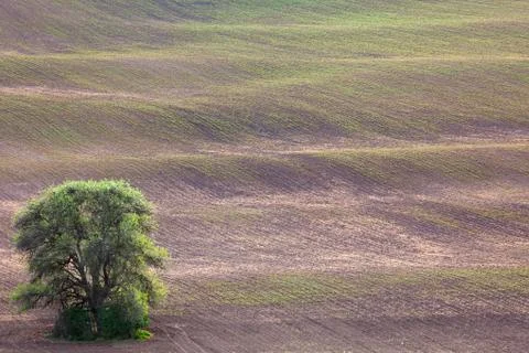 Old Tree and Ground Waves abstract minimalism Landscape Stock Photos