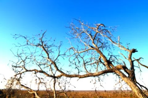 Old tree and his branches in the clear sky Stock Photos
