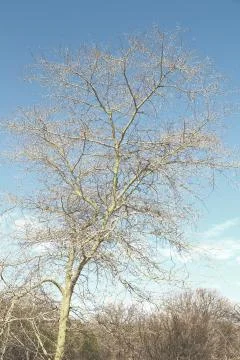 Old tree and his branches in the clear sky Stock-Fotos