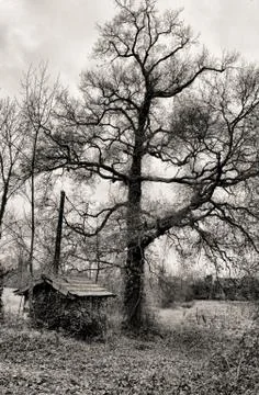 The old tree and the hut Stock Photos