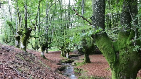 Old tree and river in the forest. Stock Footage 56243107
