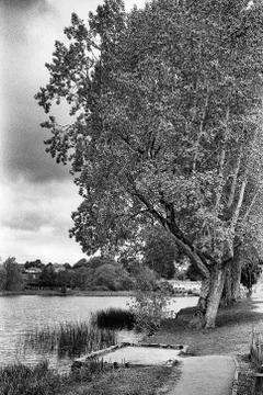 The old tree and the river Stock Photos