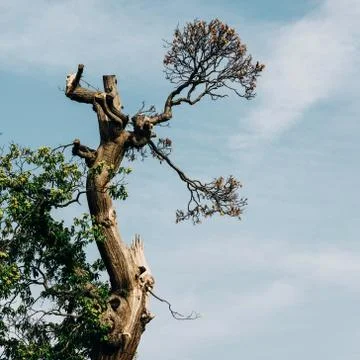 Old tree and sky background 写真素材