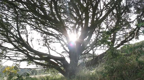 Old tree and sun Stock Footage 46403326