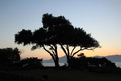 Old Tree and the Sunset Stock Photos