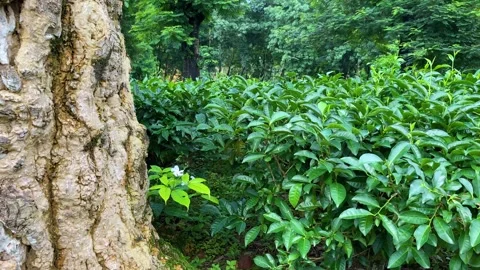 Old Tree and Tea Plants in Tea Garden - Bangladesh Vídeos de archivo 341027648