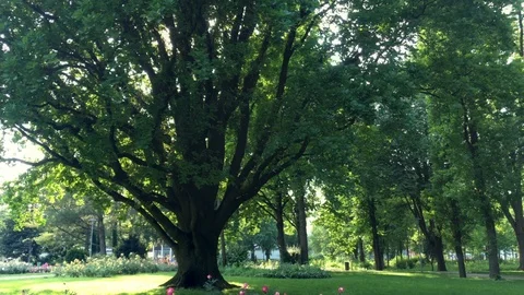 Old Tree and Tilt Down Blooming Roses Stock Footage 90263937