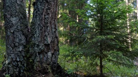 An old tree and a young spruce nearby Stock Photos
