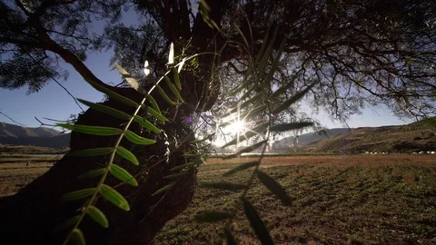 Old tree in Andes 스톡 동영상 88187054
