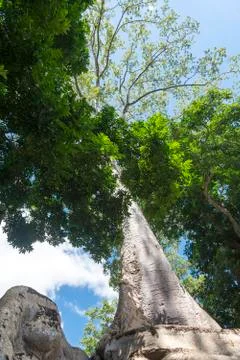 An old tree at Angkor Wat. Stock Photos