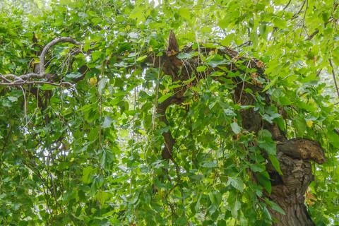 Old tree with arching branch covered in dense green leaves creating natural.. Stock Photos