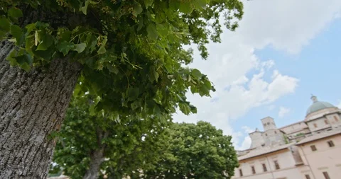 Old tree in Assisi's main square, Italy. Orbit around from below.4k slow motion 動画素材 111479461