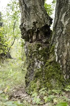 Old tree in the autumn forest with moss on the bark and green grass Stock Photos