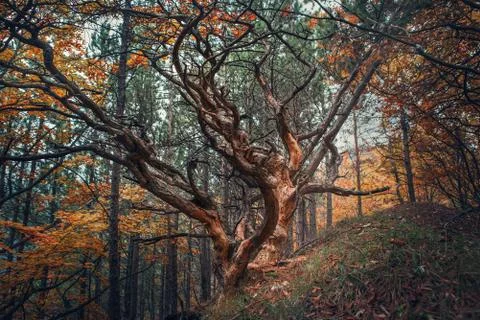 Old tree in autumn forest Foto stock