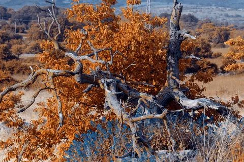 Old tree in autumn. Stock Photos
