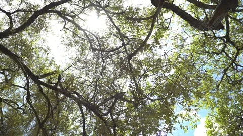 Old tree at Ayutthaya ancient temple Thailand Stock Footage 91037391
