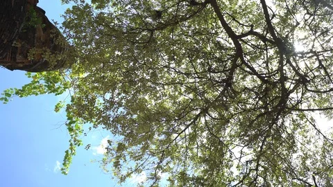 Old tree at Ayutthaya ancient temple Thailand Stock Footage 91038823