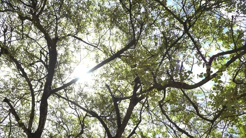 Old tree at Ayutthaya ancient temple Thailand Stock Footage 91041366