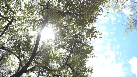 Old tree at Ayutthaya ancient temple Thailand Stock Footage 91041529