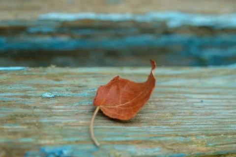 Old tree background, autumn leaf. Stock Photos