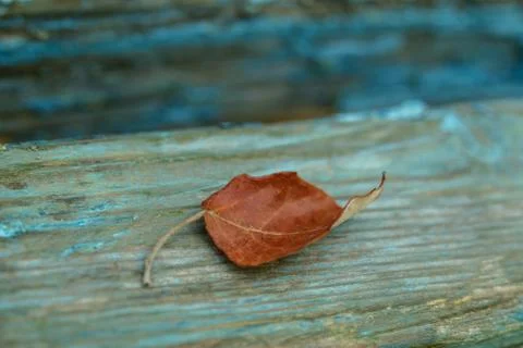Old tree background, autumn leaf. Stock Photos