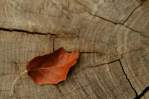 Old tree background, autumn leaf. Stock Photos