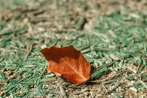 Old tree background, autumn leaf. Stock Photos