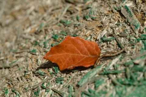 Old tree background, autumn leaf. 스톡 사진
