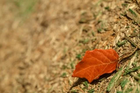 Old tree background, autumn leaf. 스톡 사진