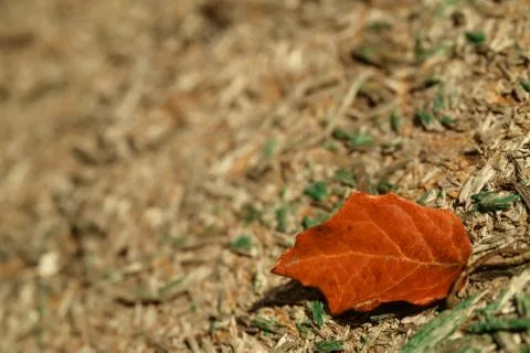 Old tree background, autumn leaf. Stock Photos