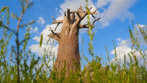 Old tree on a background of blue sky with clouds. The camera is in motion. Slow Stock Footage 119106112