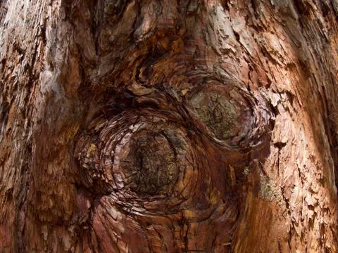 Old tree background Stock Photos