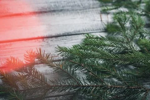 Old tree background with pine and bokeh. New year background, Stock Photos