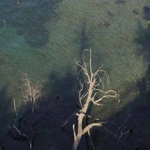 Old tree on the background of the sea Stock Footage 69298589