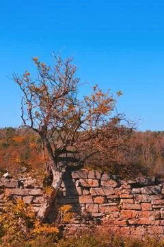 An old tree on the background of a stone fence and a forest in autumn colors. Stock Photos