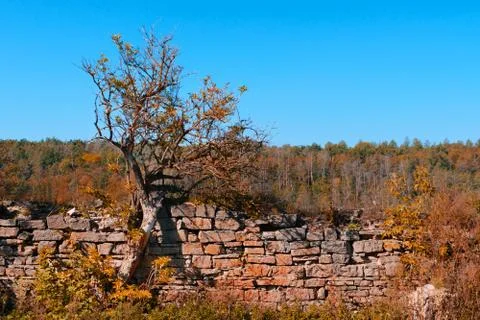 An old tree on the background of a stone fence and a forest in autumn colors. Stock Photos
