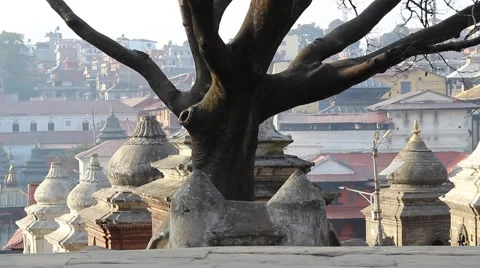 Old tree on the background of the temple complex Video stock 59117270