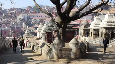 Old tree on the background of the temple complex with people Stock Footage 59117354