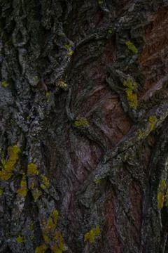 Old tree bar Foto stock