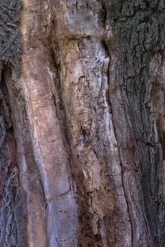 Old tree bar Foto stock