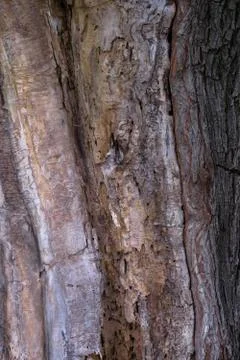 Old tree bar Foto stock