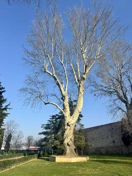 Old tree with bare branches in sunny park Stock Photos