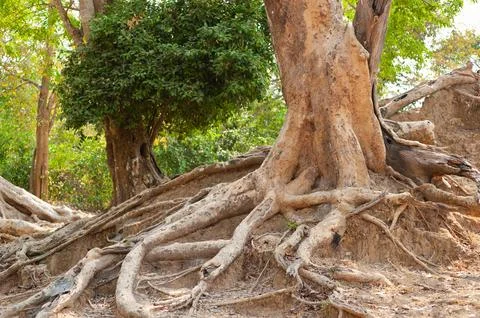 Old tree with bared roots Stock Photos