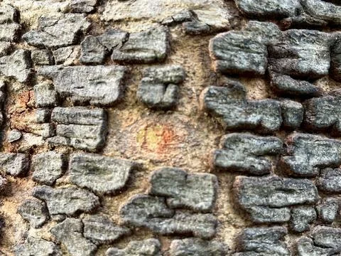 Old tree bark background (11) Stock Photos