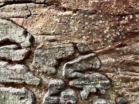 Old tree bark background (13) Foto stock