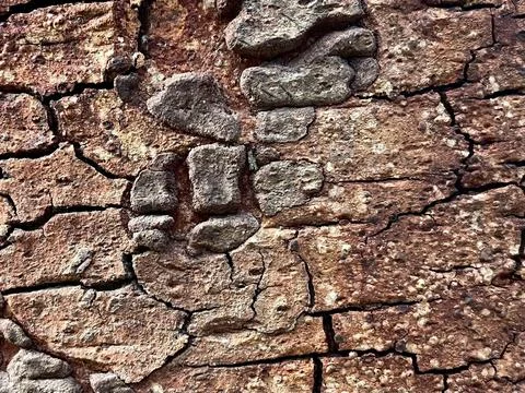 Old tree bark background (2) Stock Photos