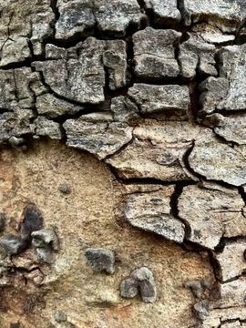 Old tree bark background (5) Stock Photos