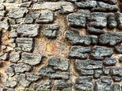 Old tree bark background (9) Stock Photos