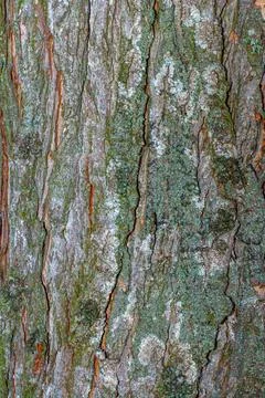 Old tree bark with beautiful patterns for graphic design or wallpapers. Stock Photos