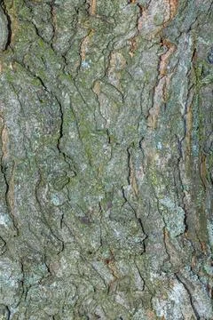 Old tree bark with beautiful patterns for graphic design or wallpapers. Foto stock
